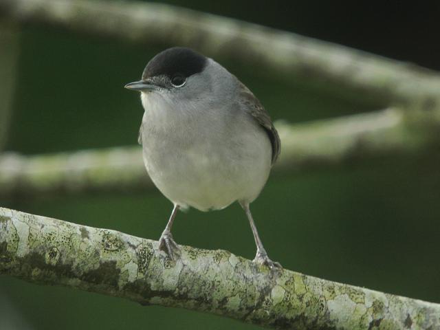 Blackcap Sylvia atricapilla Bird Images
