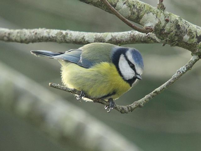 Blue Tit Parus caeruleus Bird Images