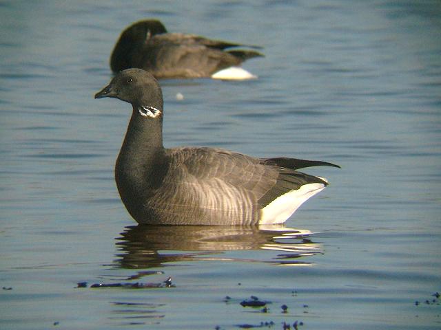 Brent Goose Branta bernicla Bird Images