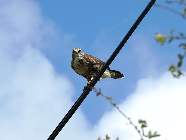 Buzzard Buteo buteo Bird Images