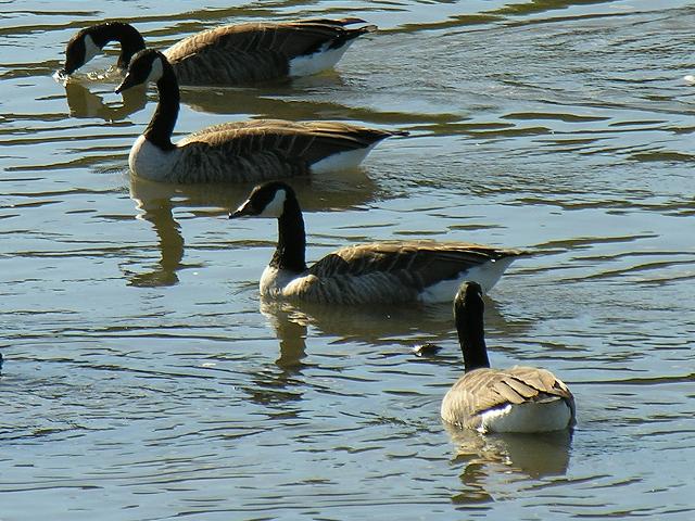 Canada Goose Branta canadensis Bird Images