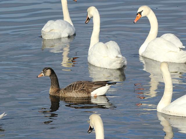 Canada Goose x Grelag A Hybrid Goose Bird Images