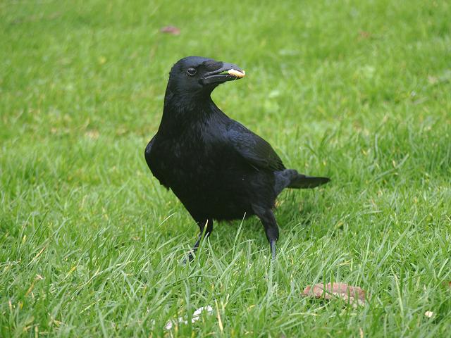 Carrion Crow Corvus corone Bird Images