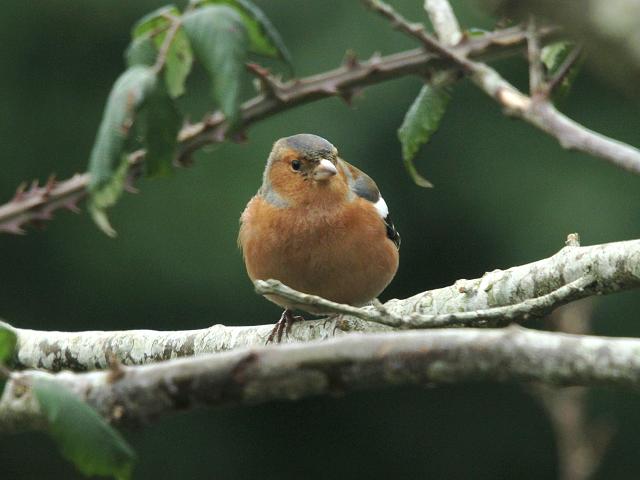 Chaffinch Fringilla coelebs Bird Images