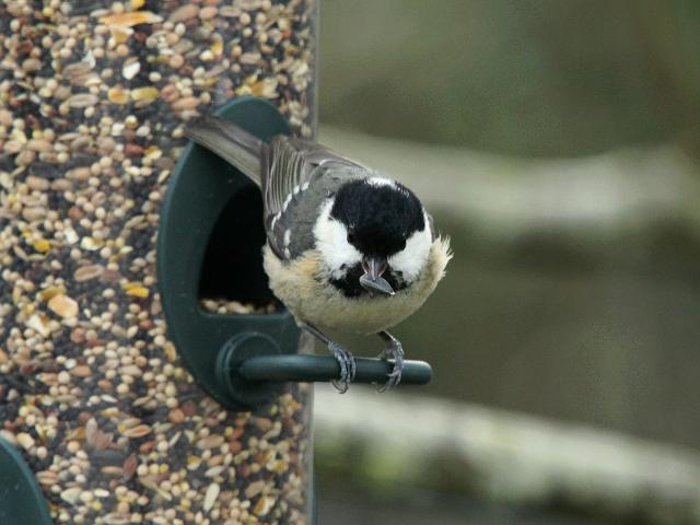Coal Tit Parus ater Bird Images