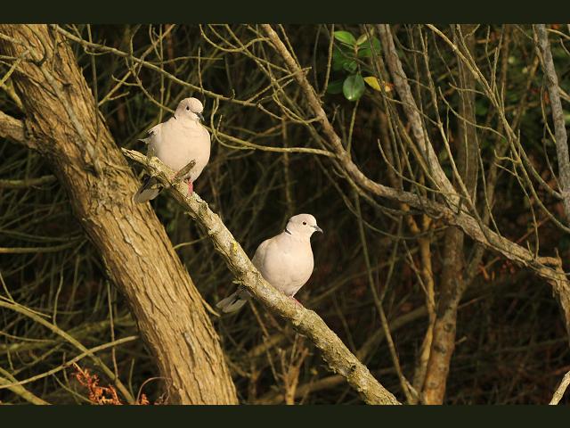 Collared Dove Streptopella decaocto Bird Images