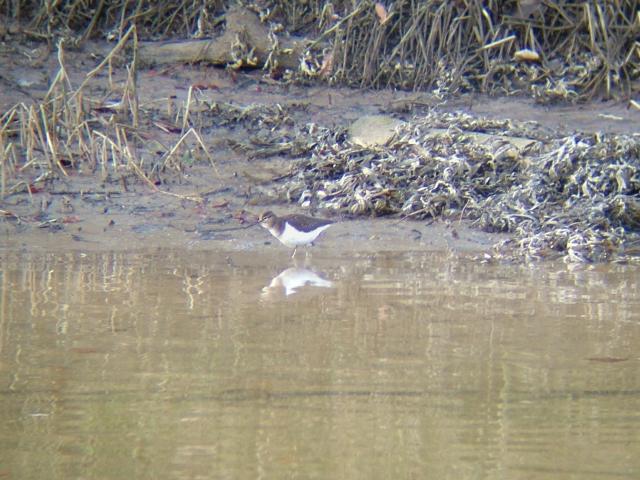 Common Sandpiper Actitis hypoleucos Bird Images