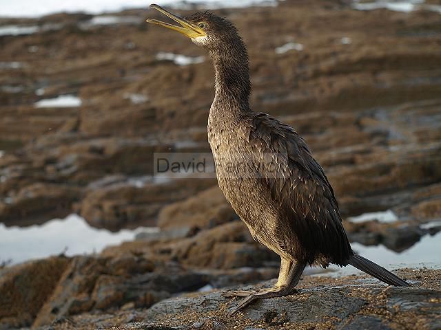 Cormorant Phalacrocorax carbo Bird Images