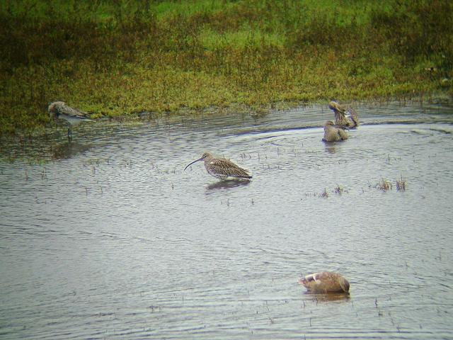 Curlew Numenius arquata Bird Images