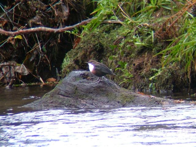 White Throated Dipper Cinclus cinclus Bird Images