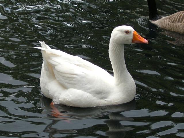 Domestic Goose Bird Images