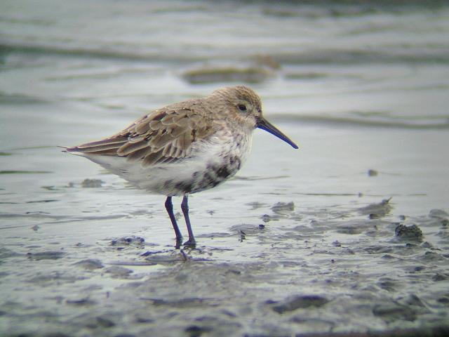 Dunlin Calidris alpina Bird Images