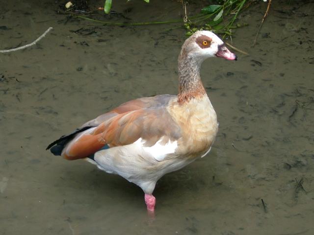 Egyptian Goose Alopochen aegyptiacus Bird Images