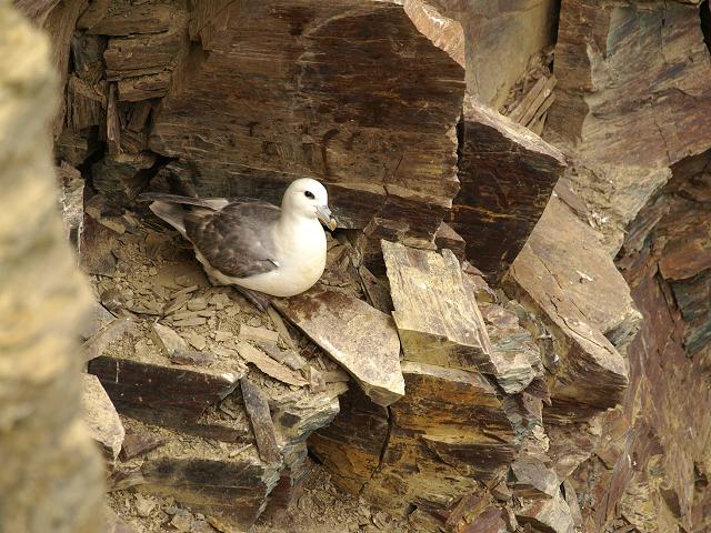 Fulmar glacialis Fulmar Seabird and Costal Bird Images