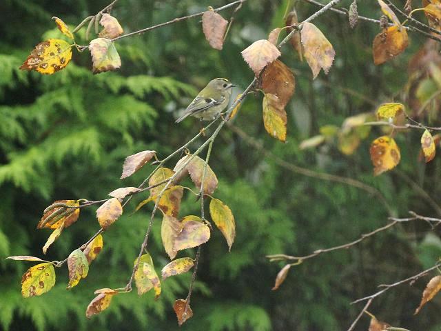 Goldcrest Regulus regulus Bird Images