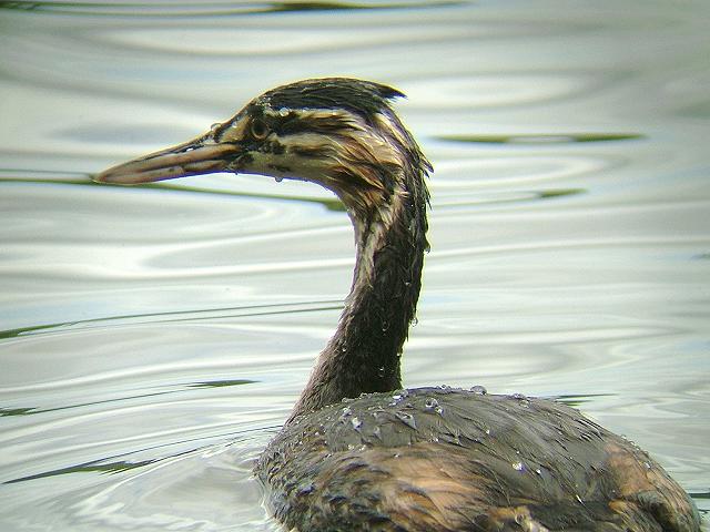 Great Crested Grebe Podiceps cristatus Bird Images