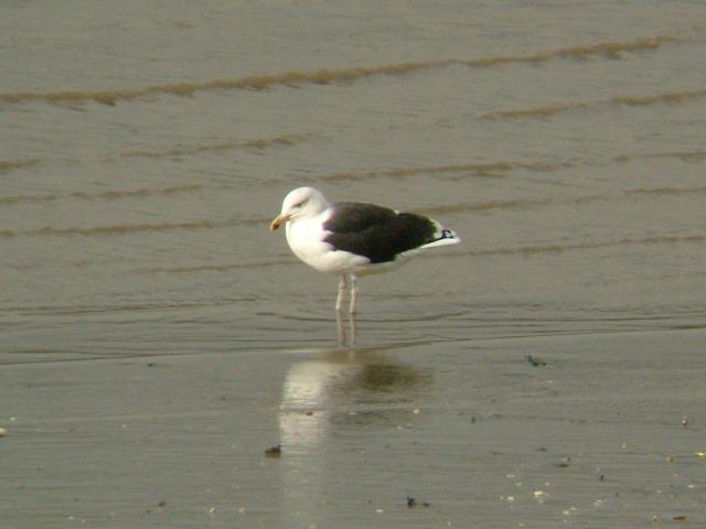 Greater Black Backed Gull Larus marinus Bird Images