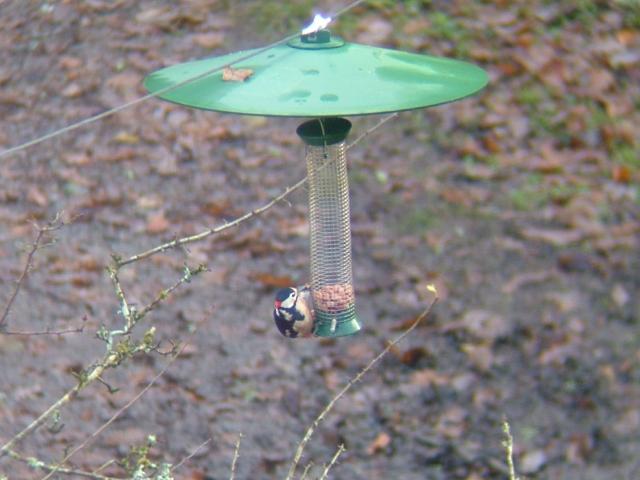 Greater Spotted Woodpecker Dendrocopos major Bird Images