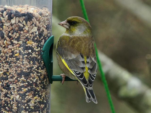 Greenfinch Carduelis chloris Bird Images
