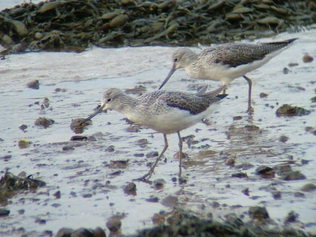 Greenshank Tringa nebularia Bird Images