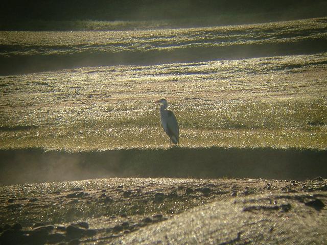 Grey Heron Ardea cinerea Bird Images