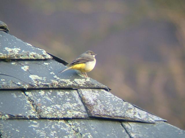 Grey Wagtail Motacilla cinerea Bird Images