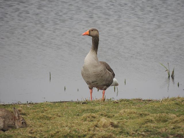 Greylag Goose Anser anser Bird Images