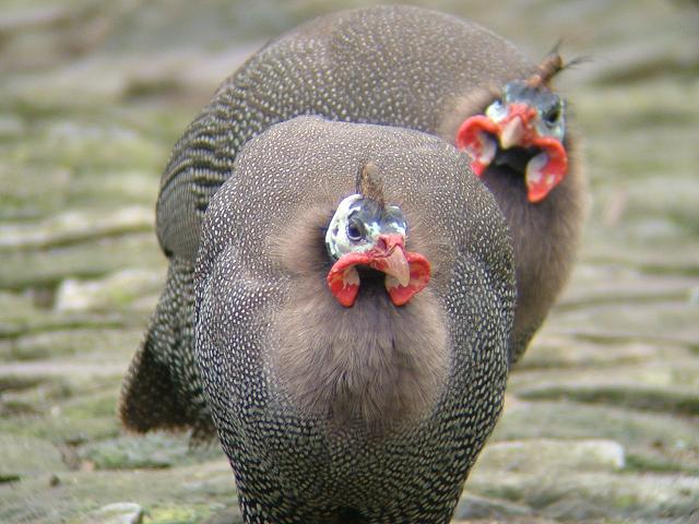 Guinea Fowl Bird Images