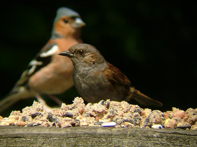 Hedge Sparrow Accentor or Dunnock Prunella modularis Bird Images