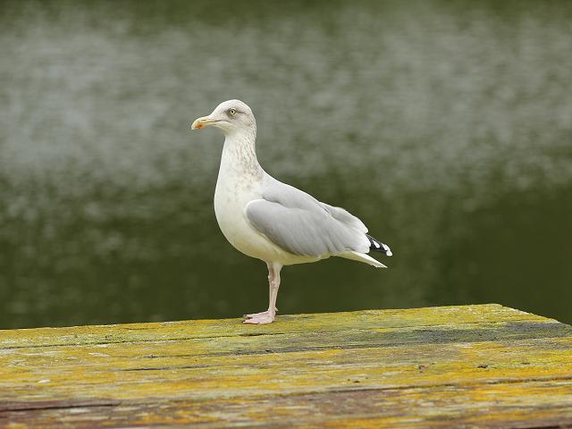 Herring Gull Larus argentatus Bird Images