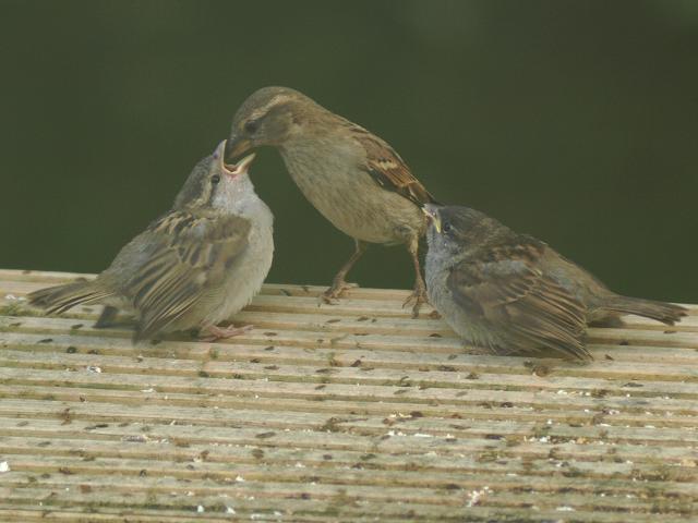 House Sparrow Passer domesticus Bird Images