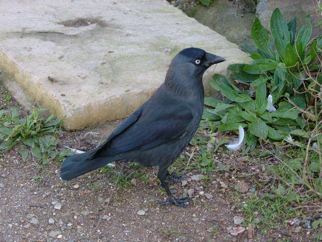 Jackdaw Corvus monedula Bird Images