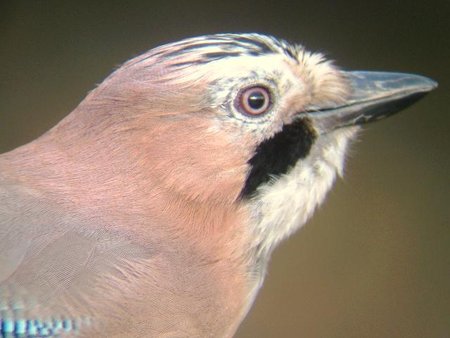 Jay Garrulus glandarius Bird Images