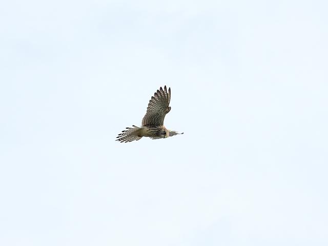 Kestrel Falco tinnunculus Bird Images
