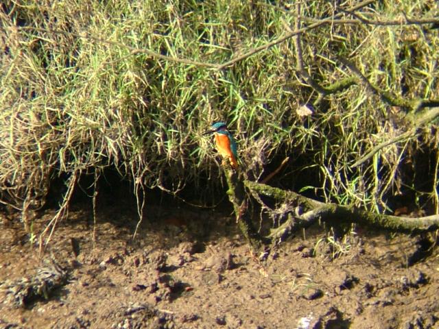 Kingfisher Alcedo atthis Bird Images