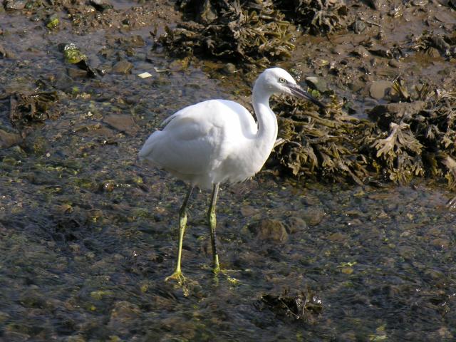 Little Egret Egretta garzetta Bird Images
