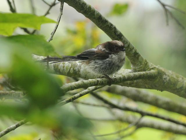 Long Tailed Tit Aegithalos caudatus Bird Images