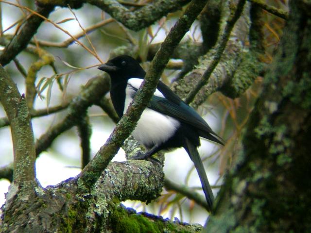 Magpie Pica pica Bird Images