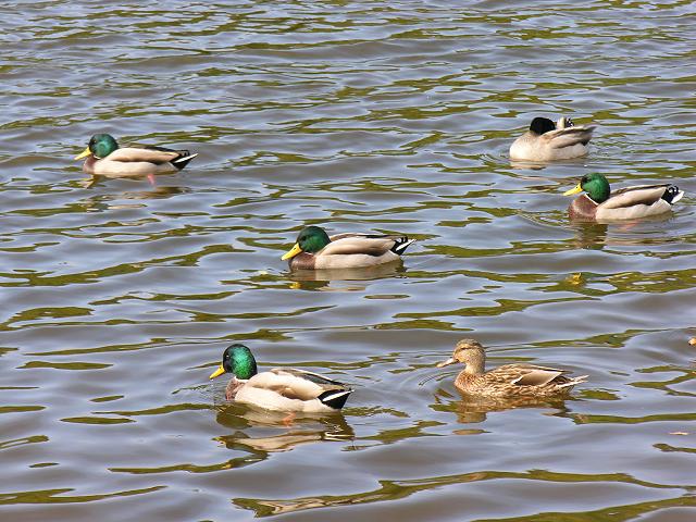 Mallard Anas platyrhynchos Bird Images