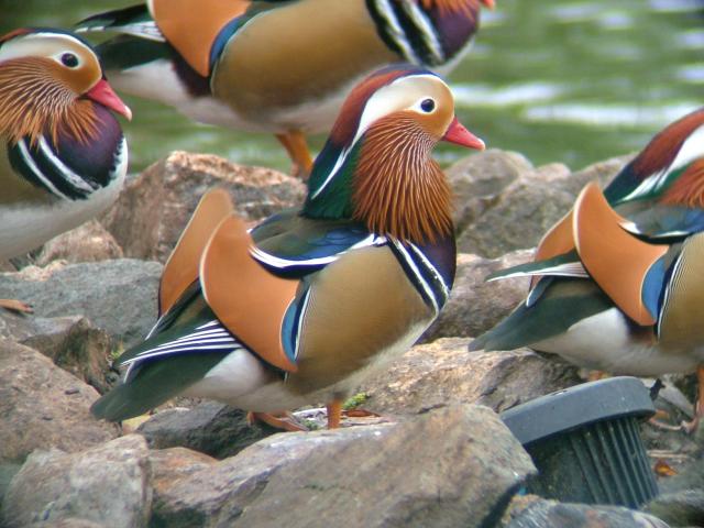 Aix galericulata Mandarin Bird Images