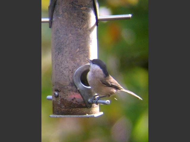 Marsh Tit Parus palustris Bird Images