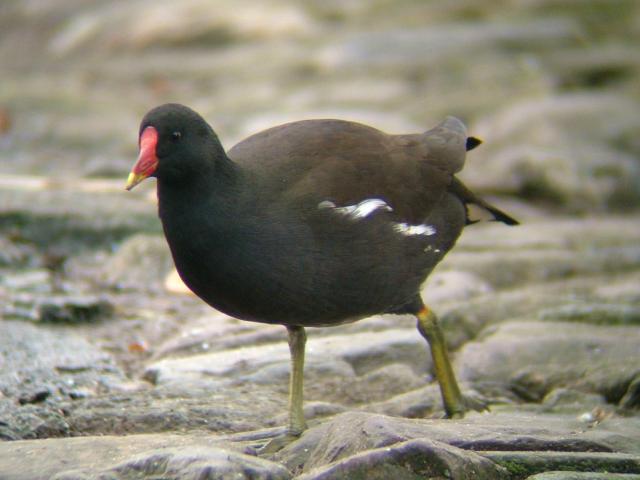 Moorhen Gallinula chloropus Bird Images