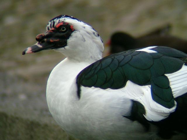 Muscovy Duck Cairina moschata Bird Images