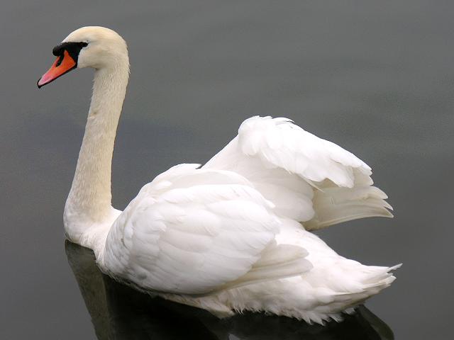 Mute Swan Cygnus olor Bird Images