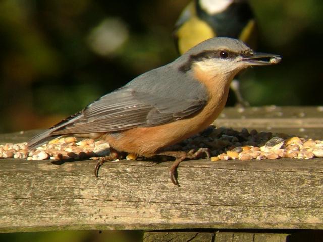 Nuthatch Sitta europaea Bird Images