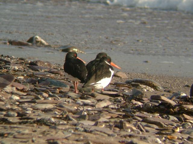 Oystercatcher Haematopus ostralegus Bird Images
