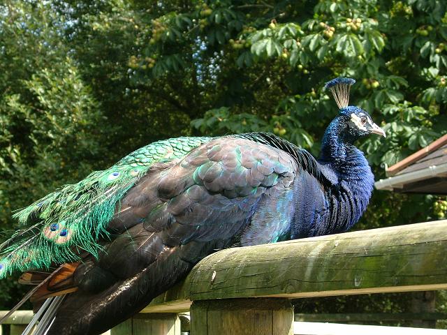 Peacock Pavo crisatus Bird Images