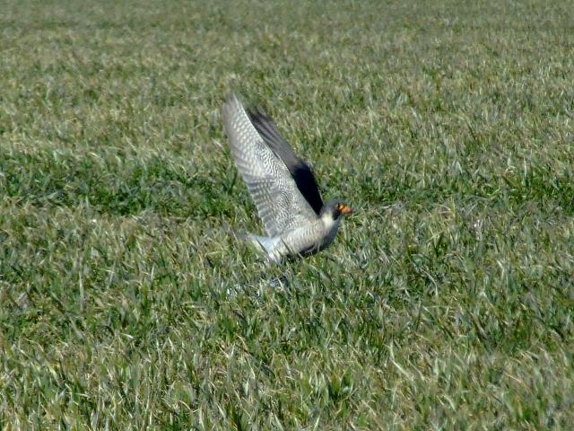 Peregrine Falcon Falco peregrinus Bird Images