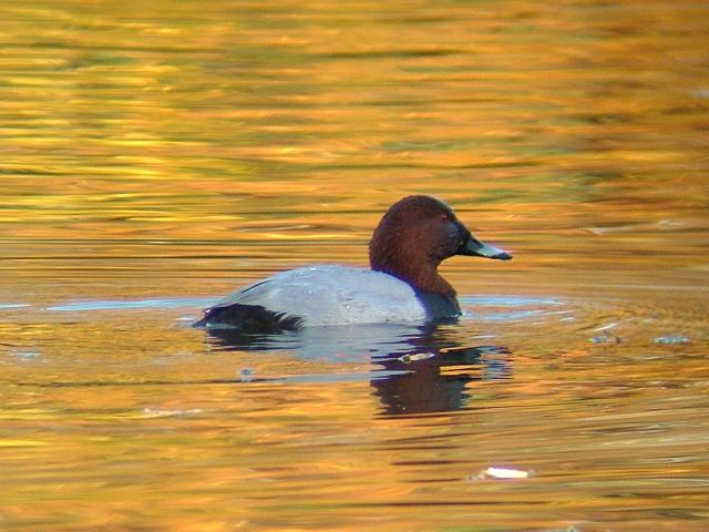Pochard Aythya ferina Bird Images