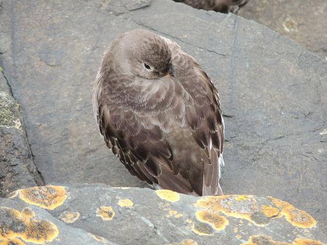 Purple Sandpiper Calidris maritima Bird Images